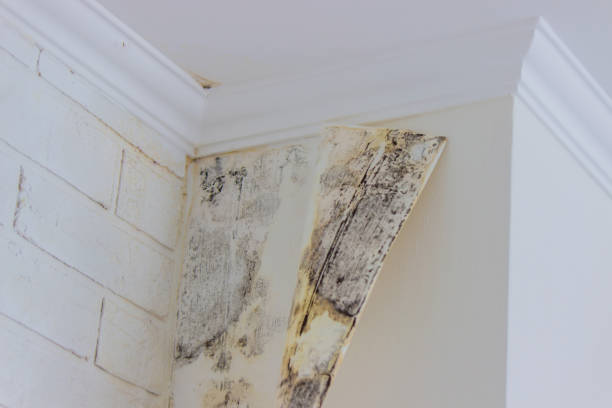 Why You Should Choose Our Mold Remediation Services in Lufkin, TX